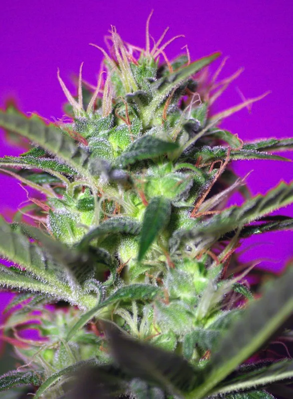 Botafumeiros – Sweet Seeds – Feminisiert