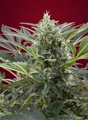 Cream 47 – Sweet Seeds – Feminisiert
