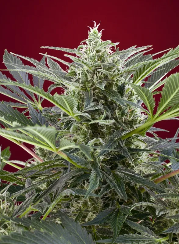 Cream 47 – Sweet Seeds – Feminisiert