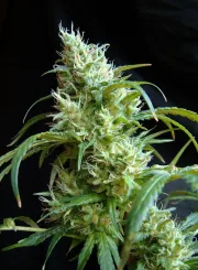 Flash Back #2 – Sweet Seeds – Feminisiert