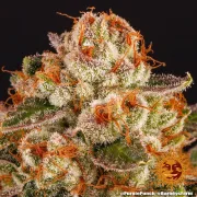 Purple Punch