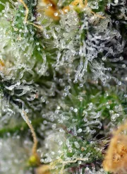 Indigo Berry Kush – Sweet Seeds – Feminisiert