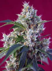 Indigo Berry Kush – Sweet Seeds – Feminisiert