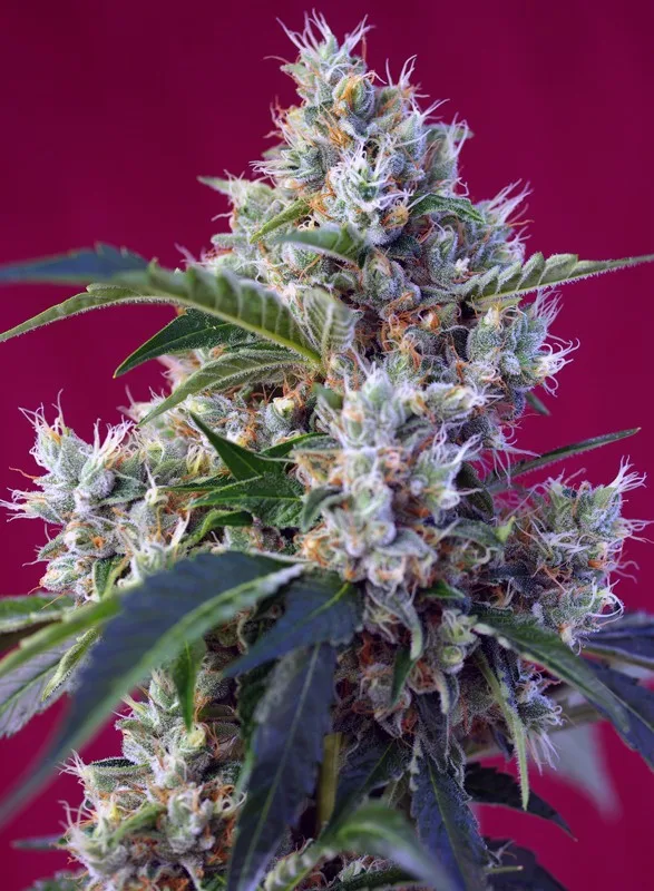 Indigo Berry Kush – Sweet Seeds – Feminisiert