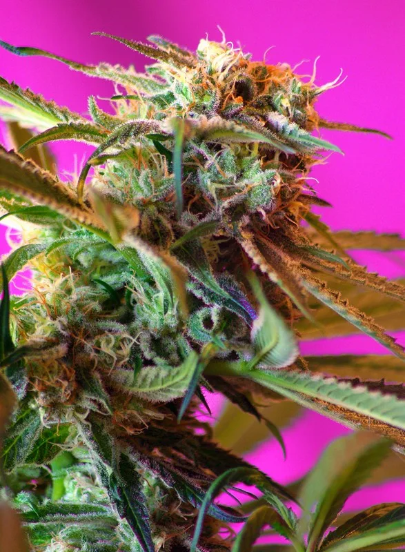 Wild Rose – Sweet Seeds – Feminisiert