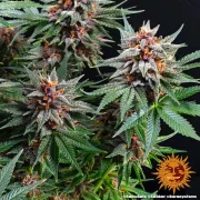 Runtz Auto – Barneys Farm – Autoflowering