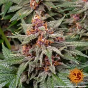 Runtz Auto – Barneys Farm – Autoflowering