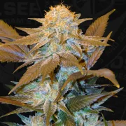 Critical Hog – TH Seeds – Feminisiert