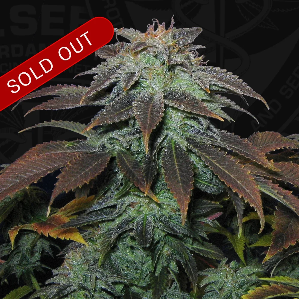 Heavy Duty Fruity – TH Seeds – Regulär