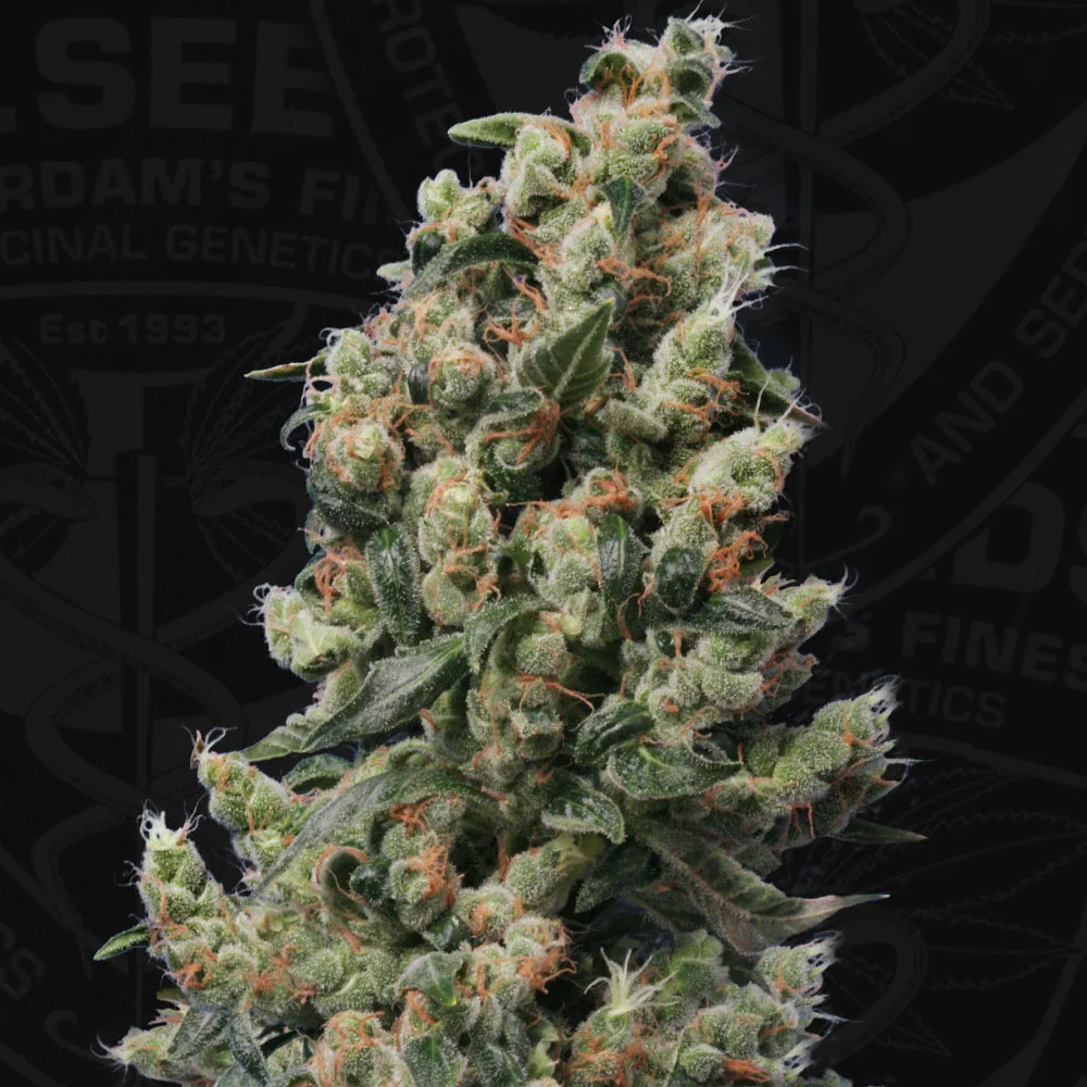 Kushage – TH Seeds – Feminisiert