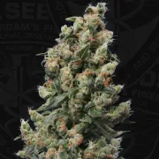 Kushage – TH Seeds – Regulär