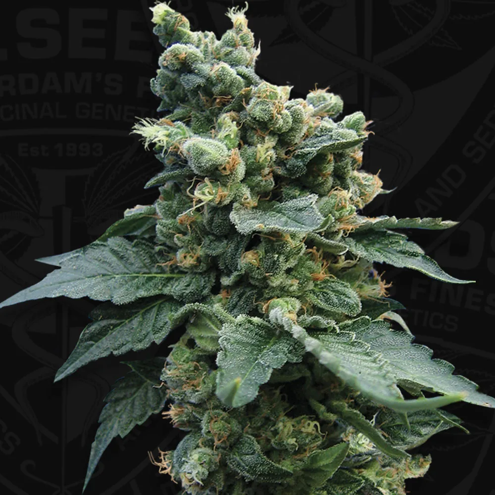 Sage N Sour – TH Seeds – Feminisiert