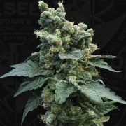 Sage N Sour – TH Seeds – Feminisiert