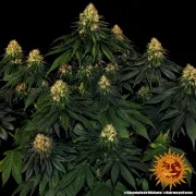 Skywalker OG Auto – Barneys Farm – Autoflowering
