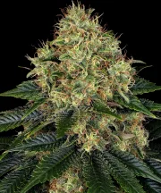 Skywalker OG Auto – Barneys Farm – Autoflowering