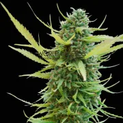 Colombian Gold – World of Seeds – Regulär