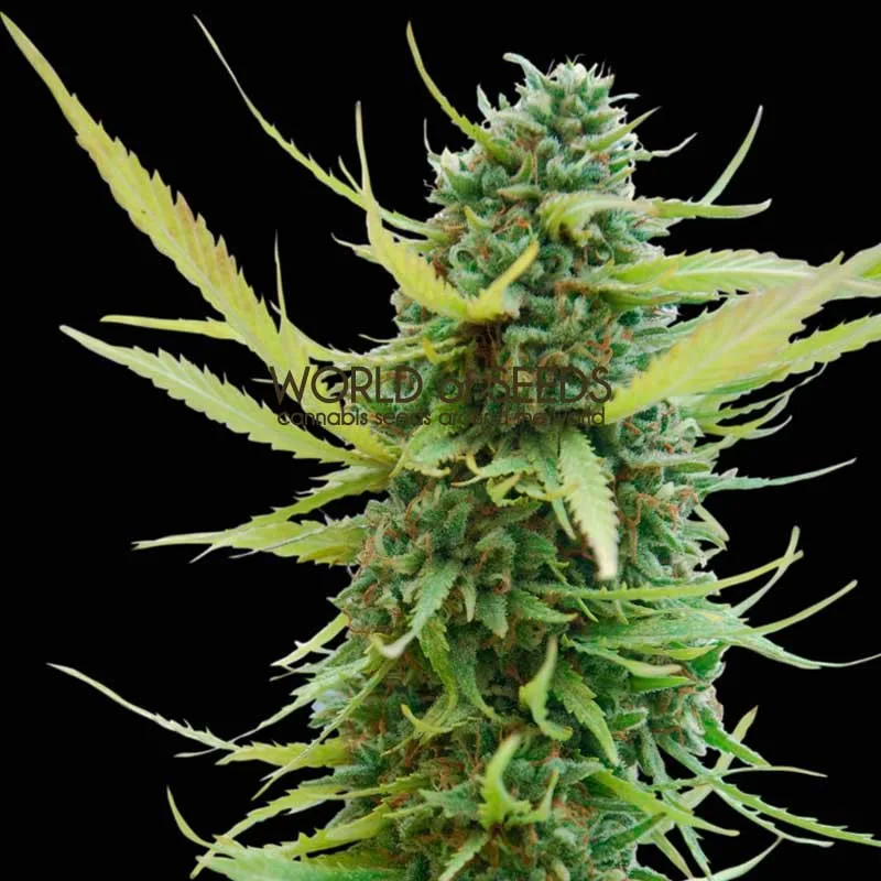 Colombian Gold – World of Seeds – Regulär