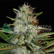 Kilimanjaro – World of Seeds – Regulär