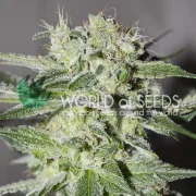 Pakistan Valley – World of Seeds – Regulär