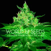 Afghan Kush – World of Seeds – Feminisiert