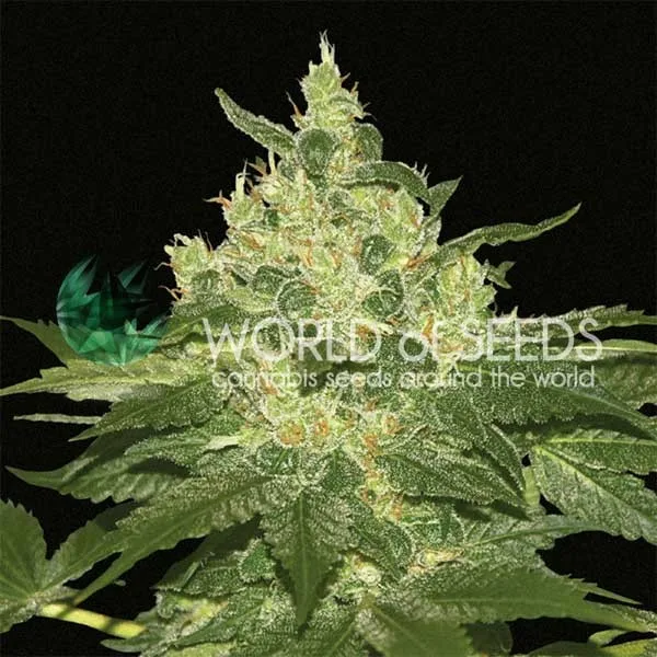 Afghan Kush – World of Seeds – Feminisiert