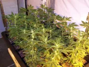 Afghan Kush – World of Seeds – Feminisiert