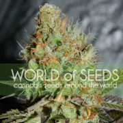 Afghan Kush Special – World of Seeds – Feminisiert