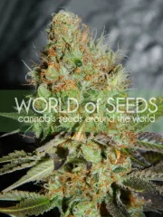Afghan Kush Special – World of Seeds – Feminisiert