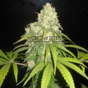 Afghan Kush x Yumbolt – World of Seeds – Feminisiert