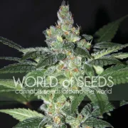 Amnesia – World of Seeds – Feminisiert
