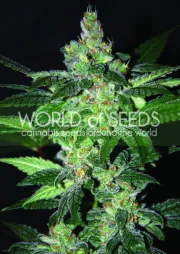 Amnesia – World of Seeds – Feminisiert