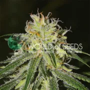 Amnesia – World of Seeds – Feminisiert