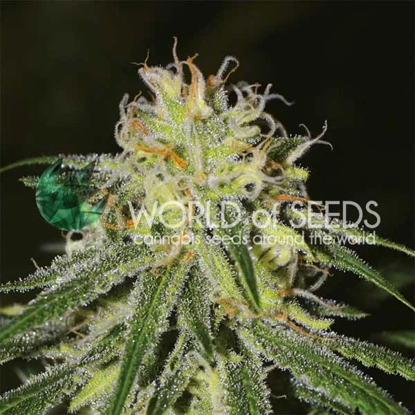 Amnesia – World of Seeds – Feminisiert