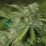 Brazil Amazonia – World of Seeds – Feminisiert
