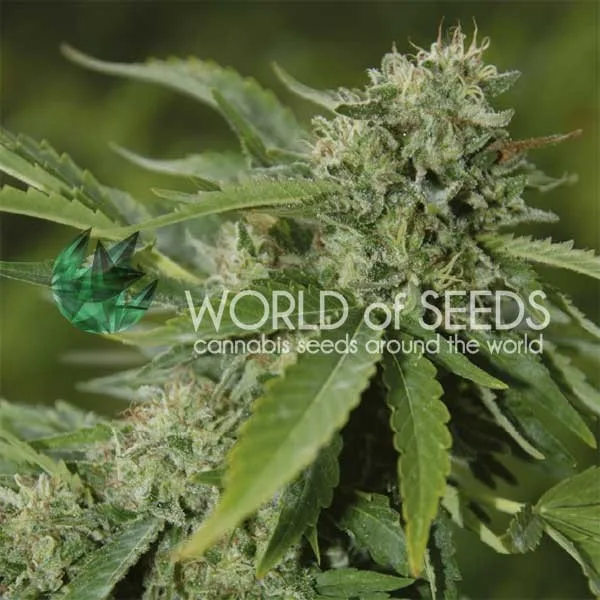 Brazil Amazonia – World of Seeds – Feminisiert