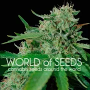 Brazil Amazonia – World of Seeds – Feminisiert