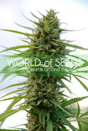 Kilimanjaro – World of Seeds – Feminisiert