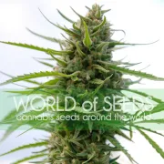 Kilimanjaro – World of Seeds – Feminisiert