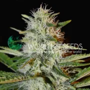Kilimanjaro – World of Seeds – Feminisiert