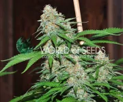 Mazar x White Rhino – World of Seeds – Feminisiert