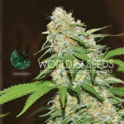 Mazar x White Rhino – World of Seeds – Feminisiert