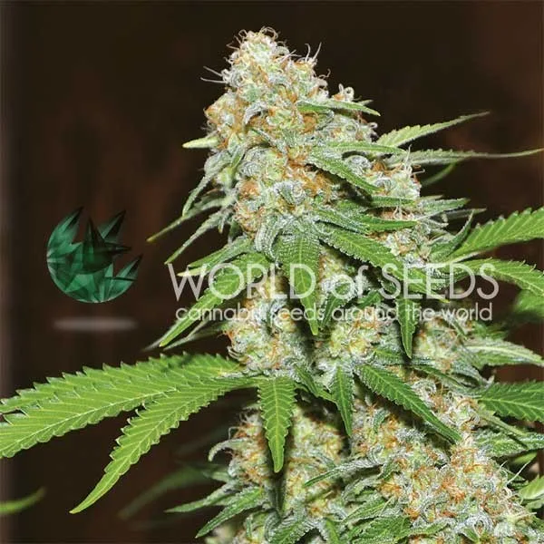 Mazar x White Rhino – World of Seeds – Feminisiert