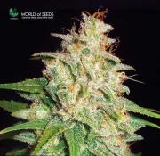 Mazar x White Rhino – World of Seeds – Feminisiert