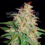 Mazar x White Rhino – World of Seeds – Feminisiert