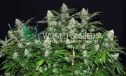 Mazar x White Rhino – World of Seeds – Feminisiert
