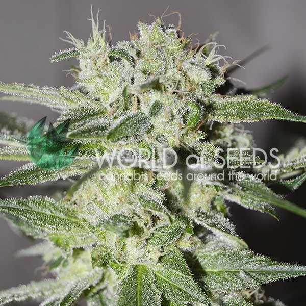 Pakistan Valley – World of Seeds – Feminisiert