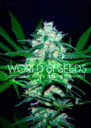 Pakistan Valley – World of Seeds – Feminisiert