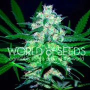 Pakistan Valley – World of Seeds – Feminisiert