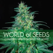 South African Kwazulu – World of Seeds – Feminisiert