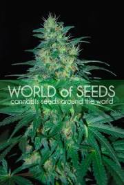 South African Kwazulu – World of Seeds – Feminisiert